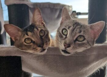 Easie en Milo