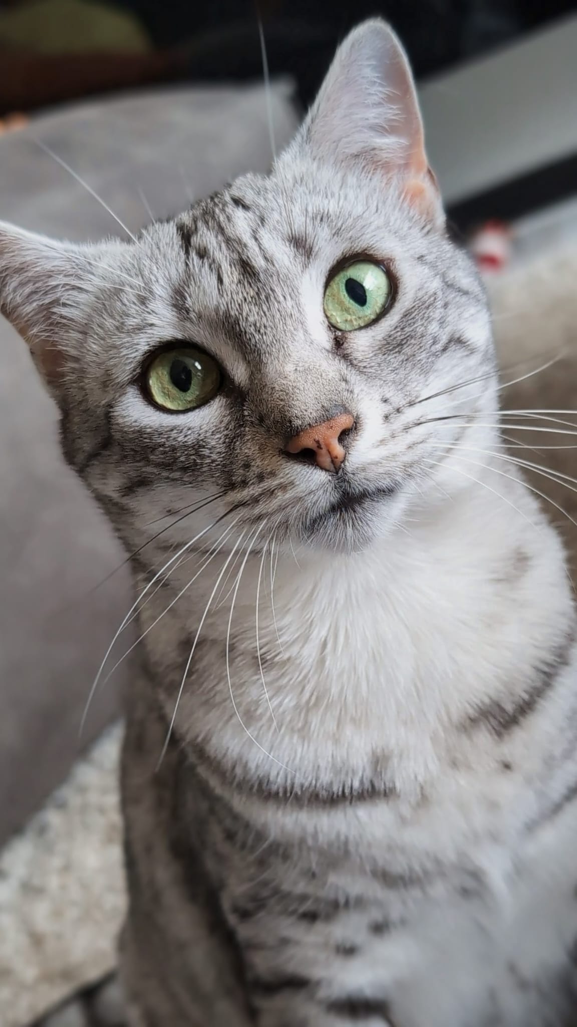 Kat met groene ogen kijkt in de camera